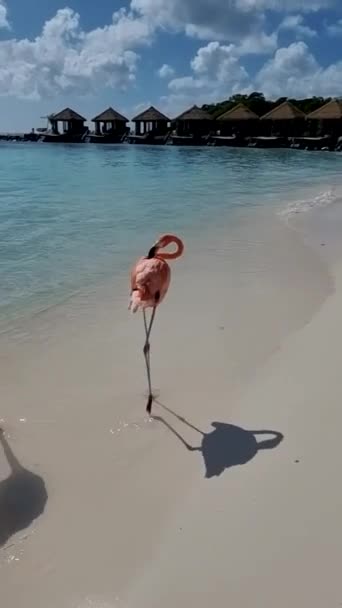 Flamingos Pláži Arubě Barevní Plameňáci Pláži Arubě — Stock video