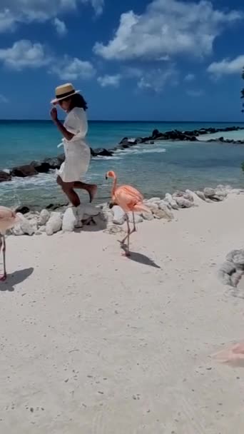Flamingos Beach Aruba Colorful Flamingos Beach Aruba Woman Get Attacked — Stockvideo