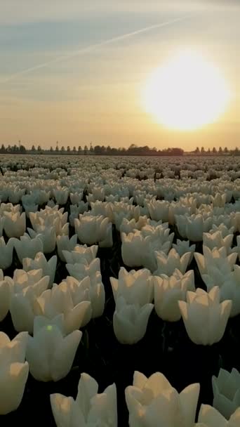 Fehér Tulipán Naplementekor Tulipán Mezők Hollandiában Gyönyörű Naplemente Felett Tulipán — Stock videók