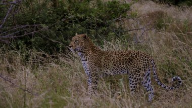 Güney Afrika 'daki Kruger Ulusal Parkı' nda leopar. Leopar ya da panter, orman çalılıklarında vahşi yaşam safarisi sırasında yağmurlu muson mevsiminde yeşil arka planda göz teması kurarak ters dönerler.