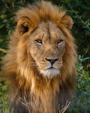 Güney Afrika 'daki Kruger Ulusal Parkı' nda safari sırasında Afrika Aslanları. Kameraya bakan Aslanlara yaklaş.