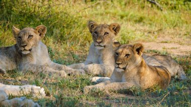 African Lions during safari game drive in Kruger National park South Africa. close up of Lions looking into camera