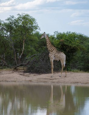 Güney Afrika 'daki Kruger Ulusal Parkı' nın çalılıklarında zürafa. Şafakta, Güney Afrika Kruger Park 'ında zürafa.