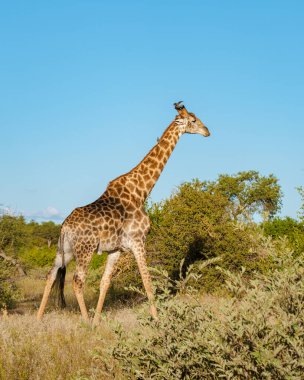 Güney Afrika 'daki Kruger Ulusal Parkı' nın çalılıklarında zürafa. Şafakta, Güney Afrika Kruger Park 'ında zürafa.