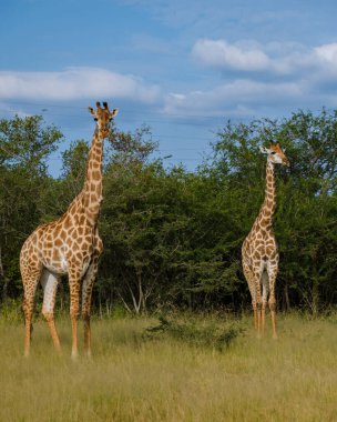 Giraffe in the bush of Kruger national park South Africa. Giraffe at dawn in Kruger park South Africa
