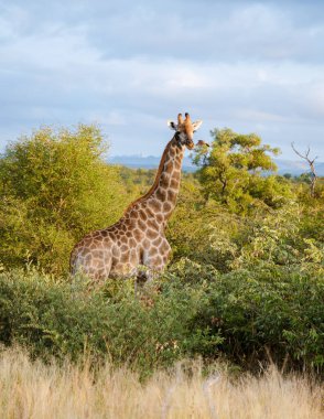 Güney Afrika 'daki Kruger Ulusal Parkı' nın çalılıklarında zürafa. Şafakta, Güney Afrika Kruger Park 'ında zürafa.