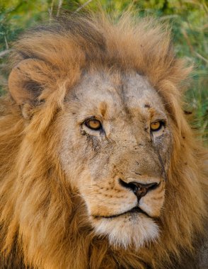 African Lions during safari game drive in Kruger National park South Africa. close up of Lions looking into camera