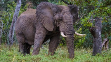 Kruger Ulusal Parkı 'ndaki devasa filler Güney Afrika, Afrika Fili. Gün batımında fil. Akşam karanlığında.
