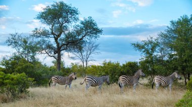 Güney Afrika 'daki Kruger Ulusal Parkı' nda safari sırasında zebralar. Güzel savannah Güney Afrika