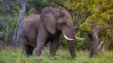 Kruger Ulusal Parkı 'ndaki devasa filler Güney Afrika, Afrika Fili. Gün batımında fil. Akşam karanlığında.