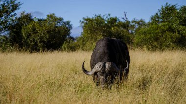 Güney Afrika 'daki Kruger Ulusal Parkı' nda safari yaparken Afrika bufalosu sürüyordu. Dev Afrika bufalosu 