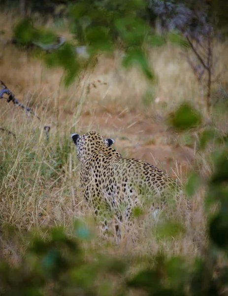 Leopard Kruger National Park South Africa Leopard Panther Closeup Eye — Foto Stock