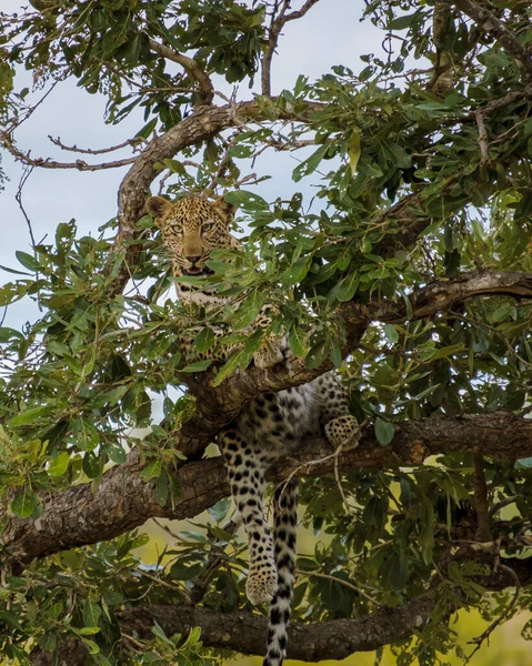 Leopard Kruger National Park South Africa Leopard Panther Closeup Eye — Stock Photo, Image