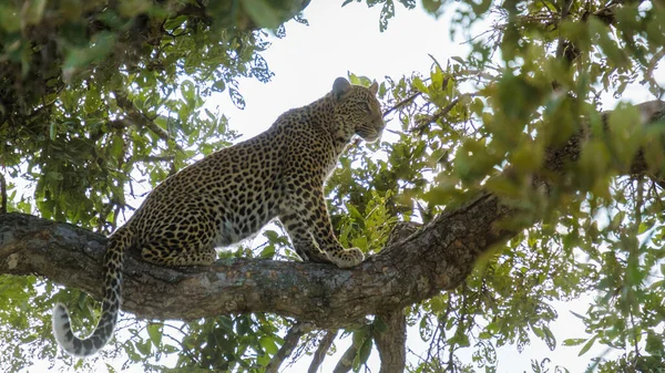Leopard Kruger National Park South Africa Leopard Panther Closeup Eye — 스톡 사진