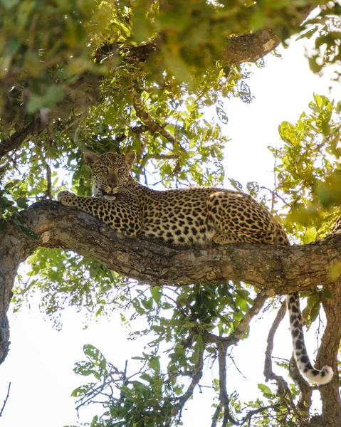 Leopard Kruger National Park South Africa Leopard Panther Closeup Eye — Photo