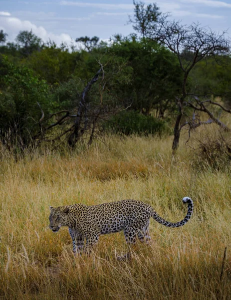 Leopárd Kruger Nemzeti Parkban Dél Afrikában Leopárd Vagy Párduc Közelkép — Stock Fotó