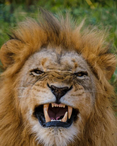 African Lions Safari Game Drive Kruger National Park South Africa — Zdjęcie stockowe
