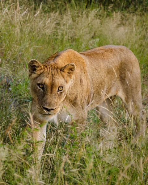 African Lions Safari Game Drive Kruger National Park South Africa — Stock Photo, Image