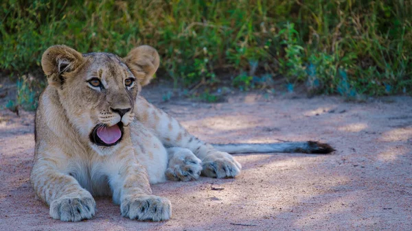 African Lions during safari game drive in Kruger National park South Africa. close up of Lions looking into camera