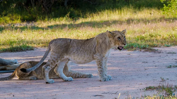 African Lions during safari game drive in Kruger National park South Africa. close up of Lions looking into camera