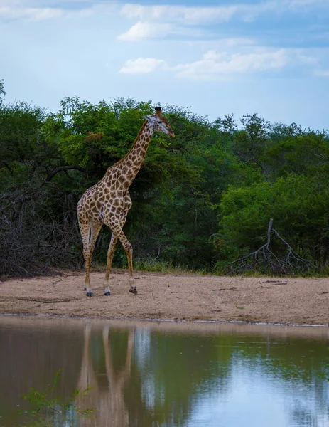 Giraffe in the bush of Kruger national park South Africa. Giraffe at dawn in Kruger park South Africa