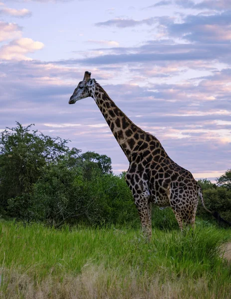 Giraffe in the bush of Kruger national park South Africa. Giraffe at dawn in Kruger park South Africa