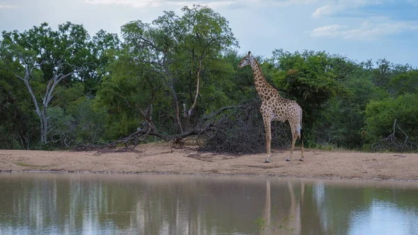 Giraffe in the bush of Kruger national park South Africa. Giraffe at dawn in Kruger park South Africa