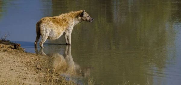 Pregnant Hyena Water Lake Reflection Kruger National Park South Africa — Foto de Stock