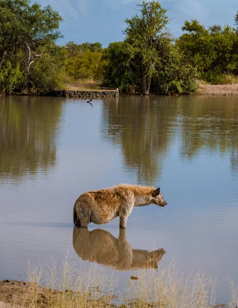 Pregnant Hyena Water Lake Reflection Kruger National Park South Africa — Foto de Stock