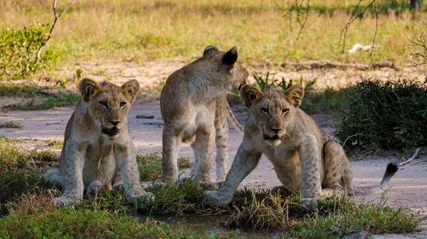 African Lions during safari game drive in Kruger National park South Africa. close up of Lions looking into camera