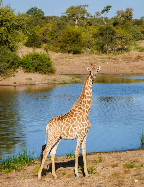 Zsiráf Kruger Nemzeti Park Bokrában Dél Afrika Zsiráf Hajnalban Kruger — Stock Fotó