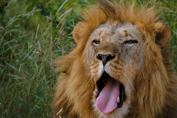 African Lions during safari game drive in Kruger National park South Africa. close up of Lions looking into camera