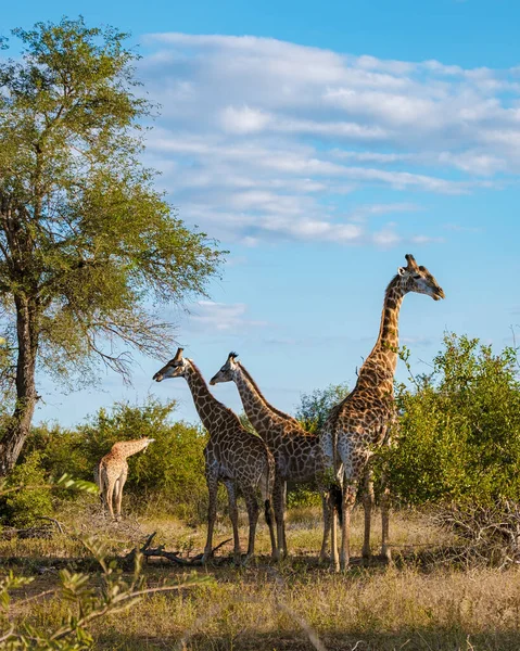 Zsiráf Kruger Nemzeti Park Bokrában Dél Afrika Zsiráf Hajnalban Kruger — Stock Fotó