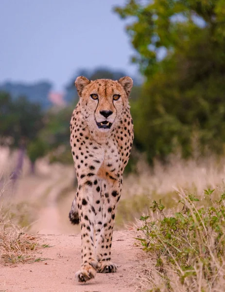 Cheetah Wild Animal Kruger National Park South Africa Cheetah Hunt — Stockfoto