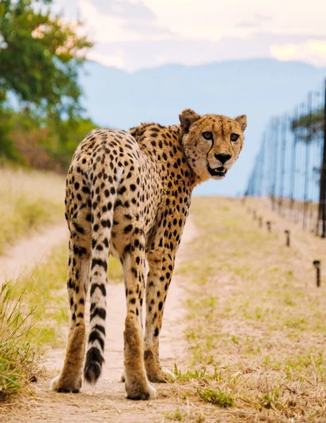 Cheetah Wild Animal Kruger National Park South Africa Cheetah Hunt — Stock Fotó