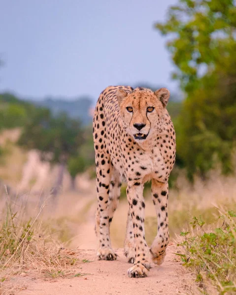 Cheetah Wild Animal Kruger National Park South Africa Cheetah Hunt — 스톡 사진