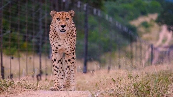 Cheetah Wild Animal Kruger National Park South Africa Cheetah Hunt — 스톡 사진
