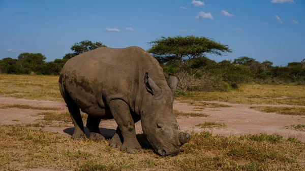 White Rhino during safari game drive in Kruger national park South Africa. white rhino in Kruger national park, Mpumalanga, South Africa