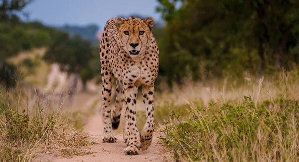 Cheetah Wild Animal Kruger National Park South Africa Cheetah Hunt — Stockfoto