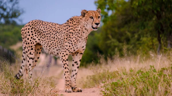 Cheetah Wild Animal Kruger National Park South Africa Cheetah Hunt — Foto de Stock