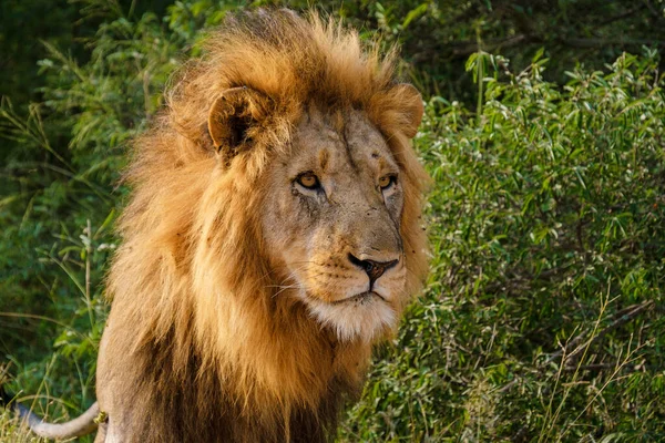 African Lions Během Safari Hry Řídit Kruger National Park Jižní — Stock fotografie