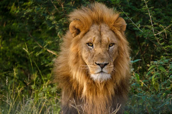 African Lions Během Safari Hry Řídit Kruger National Park Jižní — Stock fotografie