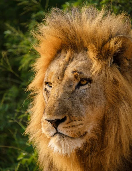 African Lions Safari Game Drive Kruger National Park South Africa — Φωτογραφία Αρχείου