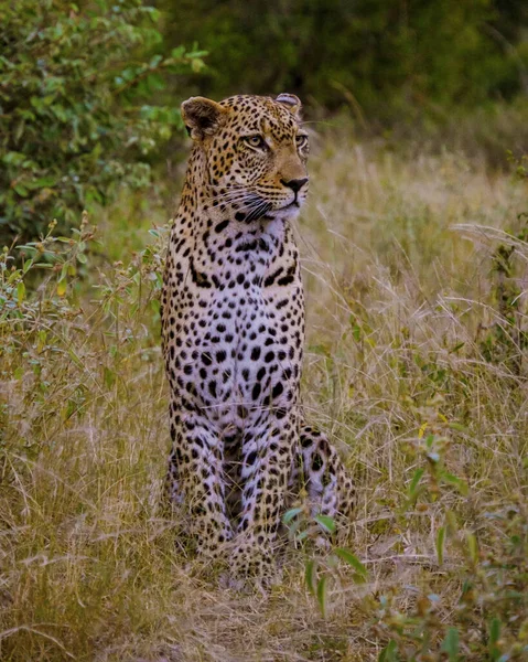 Leopárd Kruger Nemzeti Parkban Dél Afrikában Leopárd Vagy Párduc Közelkép — Stock Fotó