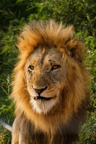 African Lions Během Safari Hry Řídit Kruger National Park Jižní — Stock fotografie