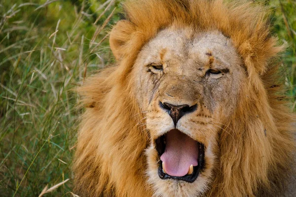 African Lions during safari game drive in Kruger National park South Africa. close up of Lions looking into camera