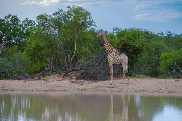 Giraffe in the bush of Kruger national park South Africa. Giraffe at dawn in Kruger park South Africa