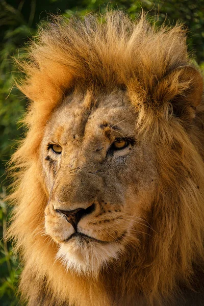 African Lions Podczas Jazdy Gry Safari Parku Narodowym Kruger Rpa — Zdjęcie stockowe