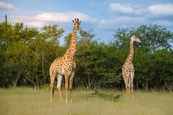 Giraffe in the bush of Kruger national park South Africa. Giraffe at dawn in Kruger park South Africa