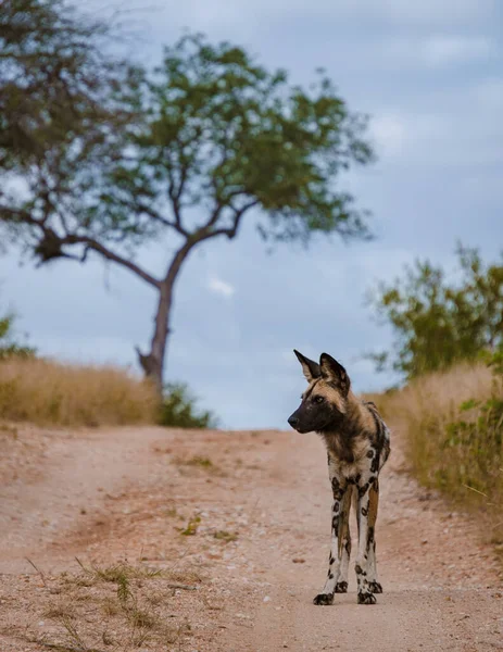 African Wild Dog Safari Game Drive Kruger National Park South — Foto de Stock